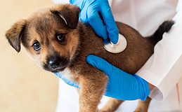 Hohe Tierarztkosten pushen Nachfrage nach Tierversicherung